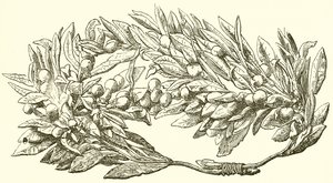 黄金橄榄花环 作者 英语学校