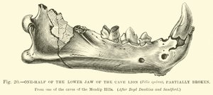 Cave Lion（Felis spelaea）的下颚的一半，部分破碎 作者 英语学校