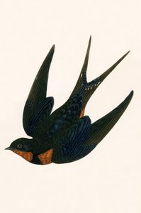 东方烟囱燕子，插图来自&39;不列颠群岛未观察到的欧洲鸟类历史&39;，查尔斯·罗伯特·布里（1811-86），1867年出版 作者 英语学校