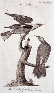 黄鹂鸟，来自《绅士杂志》，1773年1月出版（雕刻）。 作者 英语学校