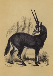 羚羊（彩色石版画） 作者 英语学校