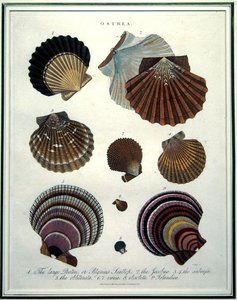 Ostrea，《伦敦百科全书》（1796-1829）中的插图，由J. Pass雕刻。 作者 英语学校