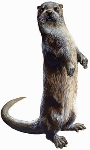 獭 作者 英语学校