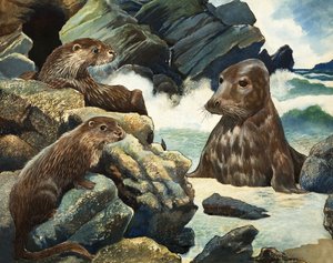 水獭和海象 作者 英语学校