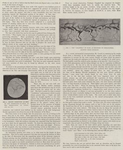 我们的近邻--火星（石膏版 作者 英语学校