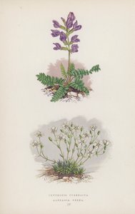 Oxytropis Pyrenaica; Arenaria Verna (color litho) 作者 英语学校