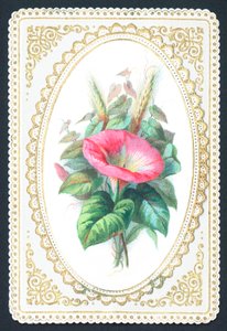 PInk Petunia花，卡片 作者 英语学校