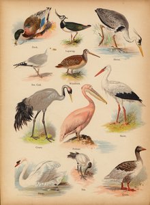 约 1900 年《民间小图画自然史》中的一页（彩虹彩画） 作者 英语学校
