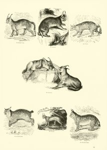来自动画自然画报博物馆的页面 作者 英语学校