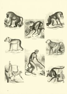 来自动画自然画报博物馆的页面 作者 English School