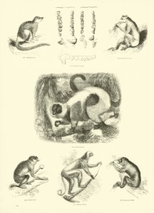 来自动画自然画报博物馆的页面 作者 English School
