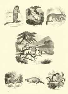 来自动画自然画报博物馆的页面 作者 English School