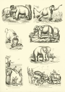 来自动画自然画报博物馆的页面 作者 English School