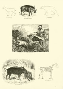 来自动画自然画报博物馆的页面 作者 英语学校