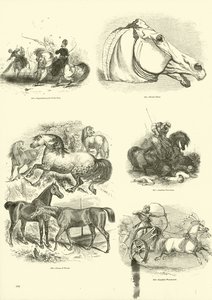 来自动画自然画报博物馆的页面