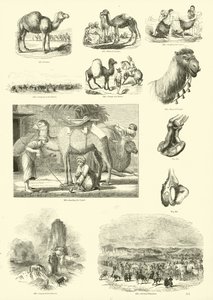 来自动画自然画报博物馆的页面 作者 英语学校