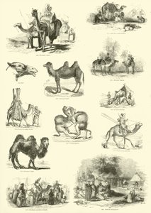来自动画自然画报博物馆的页面 作者 英语学校