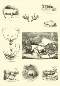 来自动画自然画报博物馆的页面 作者 English School