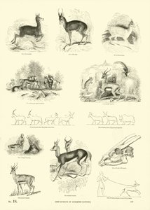来自动画自然画报博物馆的页面 作者 English School