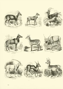 来自动画自然画报博物馆的页面 作者 English School