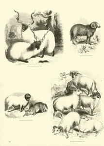 来自动画自然画报博物馆的页面 作者 English School
