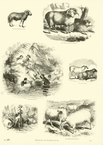 来自动画自然画报博物馆的页面 作者 英语学校