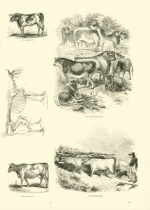 来自动画自然画报博物馆的页面 作者 English School