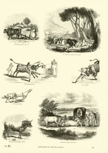 来自动画自然画报博物馆的页面 作者 English School