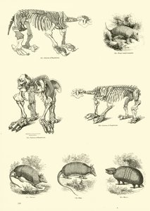 来自动画自然画报博物馆的页面 作者 English School