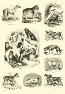 来自动画自然画报博物馆的页面 作者 English School