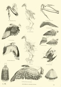 来自动画自然画报博物馆的页面 作者 English School