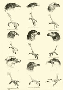 来自动画自然画报博物馆的页面 作者 English School