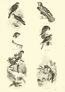 来自动画自然画报博物馆的页面 作者 English School