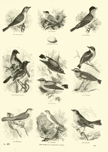 来自动画自然画报博物馆的页面 作者 English School