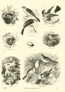 来自动画自然画报博物馆的页面 作者 English School