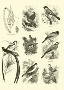来自动画自然画报博物馆的页面 作者 English School