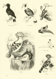来自动画自然画报博物馆的页面 作者 English School