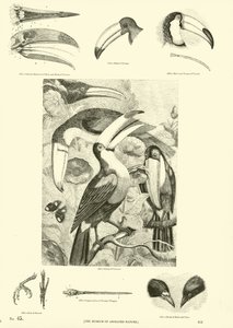 来自动画自然画报博物馆的页面 作者 English School