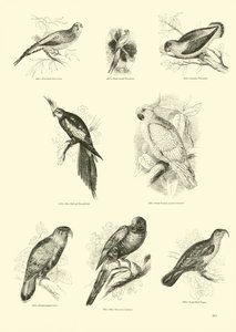 来自动画自然画报博物馆的页面 作者 English School