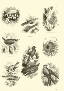 来自动画自然画报博物馆的页面 作者 English School