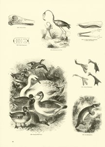 来自动画自然画报博物馆的页面 作者 English School