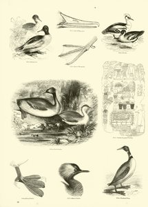 来自动画自然画报博物馆的页面 作者 English School