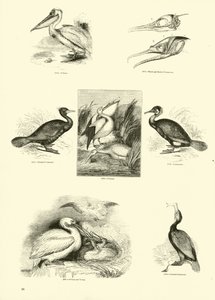来自动画自然画报博物馆的页面 作者 English School