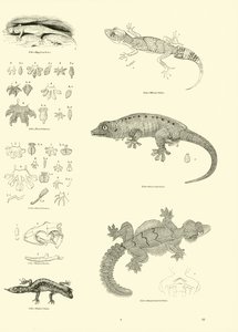 来自动画自然画报博物馆的页面