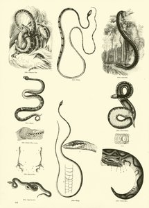 来自动画自然画报博物馆的页面 作者 English School