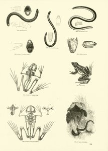 来自动画自然画报博物馆的页面 作者 English School