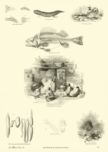 来自动画自然画报博物馆的页面 作者 English School