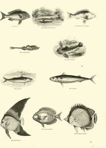 来自动画自然画报博物馆的页面 作者 English School