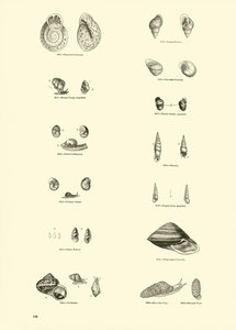 来自动画自然画报博物馆的页面 作者 English School