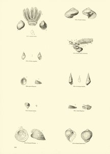 来自动画自然画报博物馆的页面 作者 English School